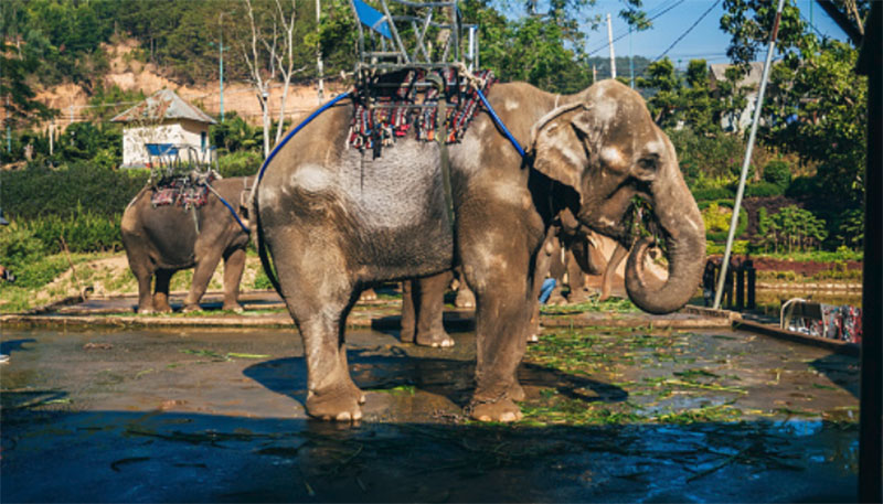 Elephant Taxi service