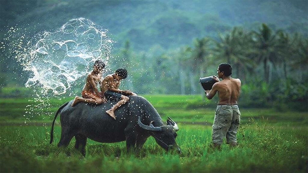 Water Buffalo The National Animal of Vietnam